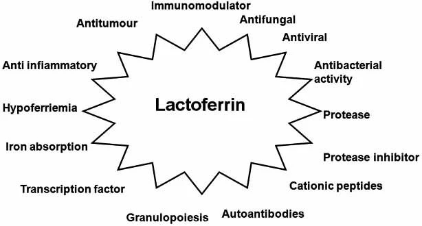 Fig-2-Main-biological-properties-of-lactoferrin